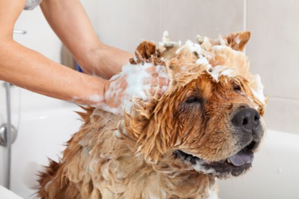 where can i take my dog for a bath